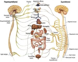 Biosystems-Nervous-01-goog.jpg