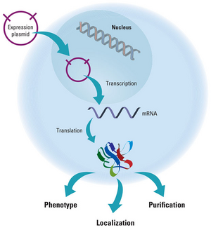 Genetics-Gen-04-goog.png