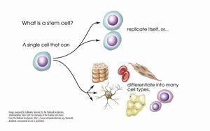 Stem-cells-03-goog.jpg