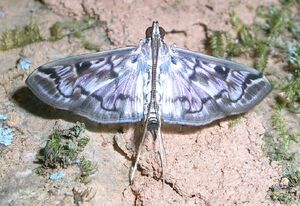 Moth coorg