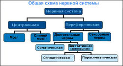 Shema nervnoy sistemi++