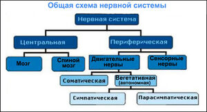 Shema nervnoy sistemi++