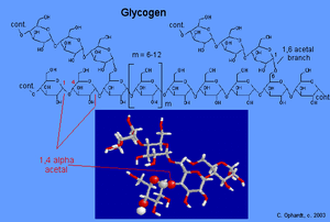 Glycogen-03-goog