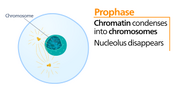 Prophase.svg