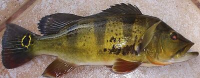 ButterflyPeacockBass 01
