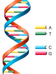 Nucleobases-03-goog.jpg