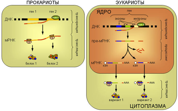RealisationOfGenesInProEucaryotes.jpg