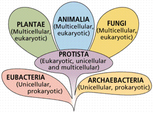 Biology-01-goog.gif