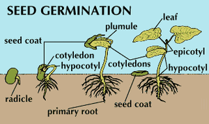 Germination-02-goog.gif