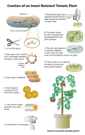 GMOs-05-goog.png