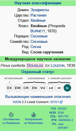 Сосна скрученная