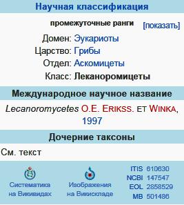 Леканоромицеты