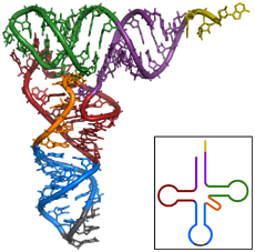 TRNA-Phe yeast 1ehz.png