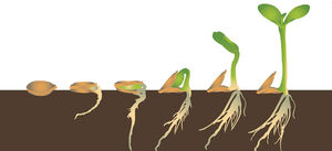 Germination-01-goog.jpg