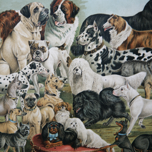 Breeds of dog from The Yuzhakov's Bolshaya Enc. (1904)