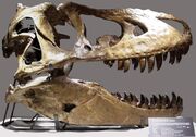 Tarbosaurus080eue