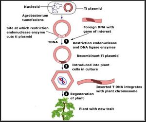 GMOs-07-goog.jpg