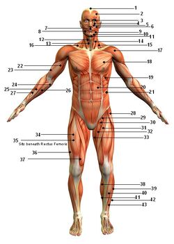 Muscular-goog.jpg