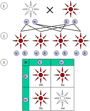 Genetics-Mendelian-Inheritance-01-goog.png