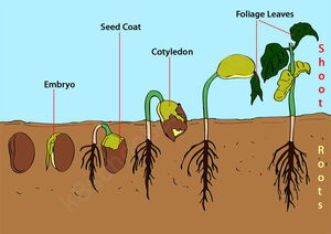 Germination-03-goog.jpg