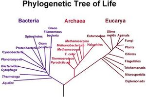 PhylogeneticTree-wik.jpg