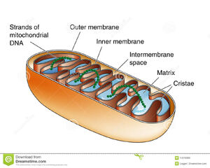Organelles-Mitochondrion-01-goog