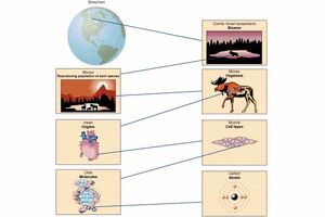 Biological-Complexity-01-goog.jpg