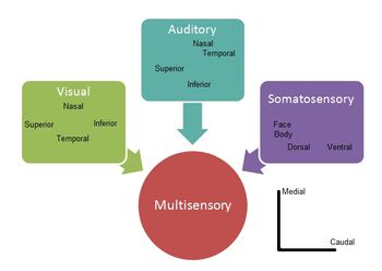 Multisensory