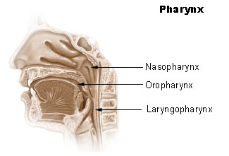 Illu pharynx