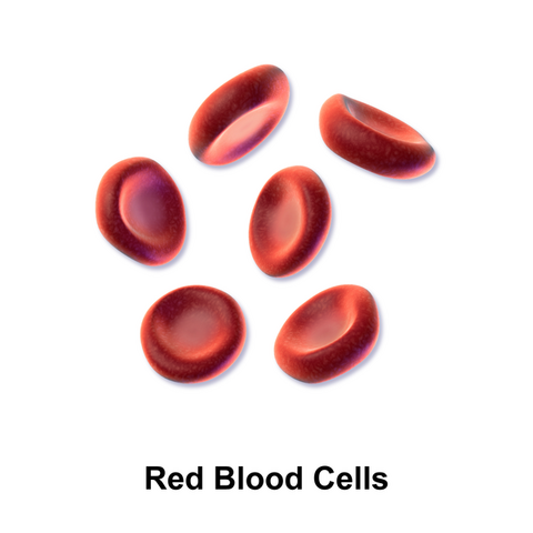 File:600px-Blausen 0761 RedBloodCells.png