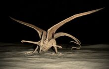 Hammerhead.jpg