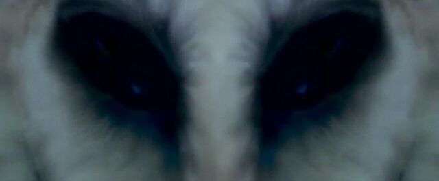 File:Fourth Kind owl.jpg