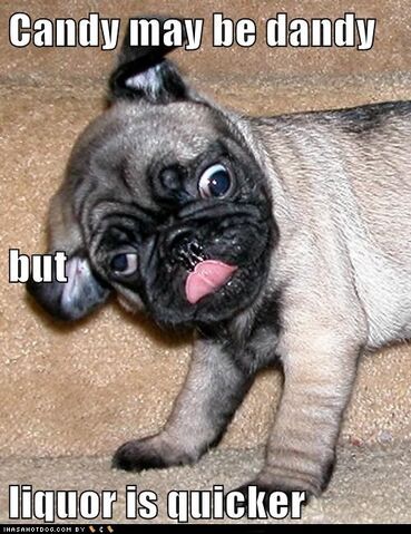 File:Funny-dog-pictures-candy-may-be-dandy-but-liquor-is-quicker1.jpg