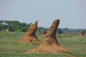 Montículohormiga001