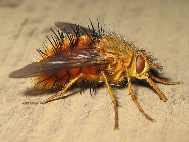 Archivo:006-fly.jpg