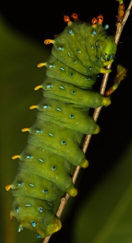Archivo:006-Caterpillar.jpg