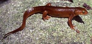 Newt
