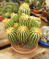 Parodiacactus