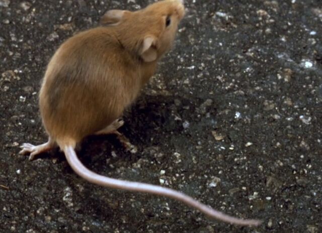 File:Seenfromthemousestail.jpg