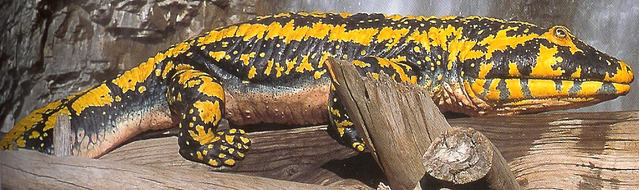 File:Hynerpeton.png