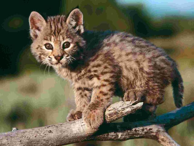 File:Baby Bobcat.jpg