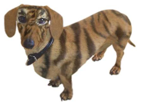 Tigerdoxie