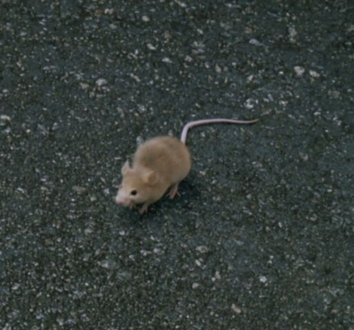 File:Sitting Louis Mouse.jpg