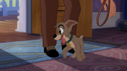 Scamp