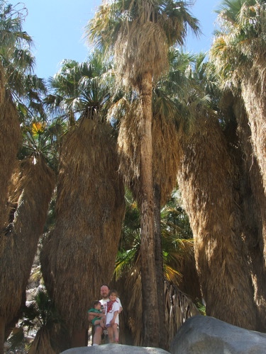 070340PalmsHead