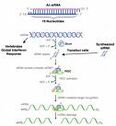 Rnai