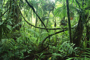 Episode 1 Jungle