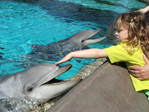 070307AEpettingDolphin