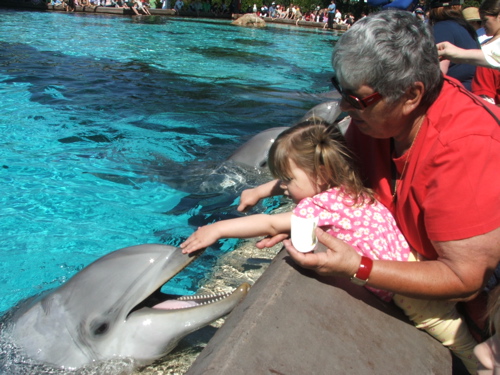 070308AApetDolphin