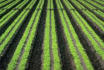 Farming